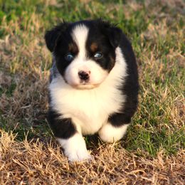 Meet Baxter blue eyes BTM - Black tri-color male Australian Shepherd puppy in Cookeville, Tennessee from Spring Creek Aussies
