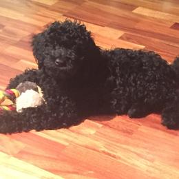 Barbet Puppies from Astarte Barbets