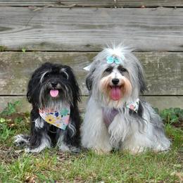 Havanese puppies from Hoppy Havanese
