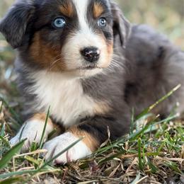 Ash - Blue merle male Australian Shepherd puppy in Oakridge, Oregon from Middle Fork Australian Shepherds