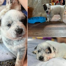 Australian Cattle Dog Puppies from Red Horizon ACD Kennels