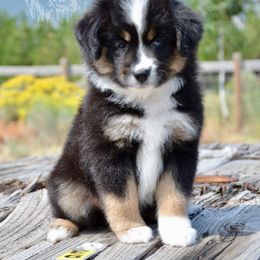 BTF-4 - Black tri female Miniature American Shepherd puppy in Baker City, Oregon from Back Country Aussies