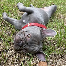 Mochi - French Bulldog