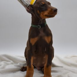 Green collar male - Red and rust male Doberman Pinscher puppy in Lafayette, Louisiana from Indah Lux Dobermans