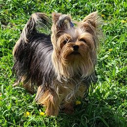 Sapphire - Yorkshire Terrier