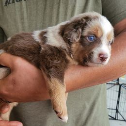 Miniature American Shepherd Puppies from Little Creek Minis and Standards