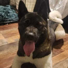 Ki - Akita