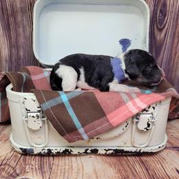 Kenny - Parti male Goldendoodle puppy in Grabill, Indiana from Rose's Doodles