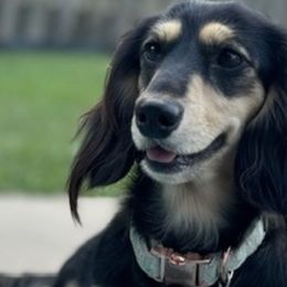 Dachshunds from Rice City Doxies