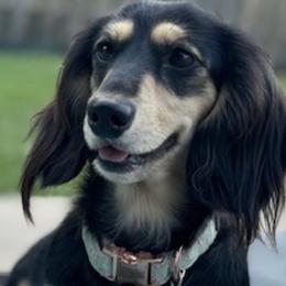 Dachshunds from Rice City Doxies