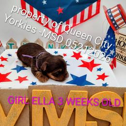 Ella( Fitzgerald) - Chocolate and tan female Yorkshire Terrier puppy in Charlotte, North Carolina from Queen City Yorkies