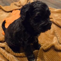 Lupine - Liver male Miniature Schnauzer puppy in Graham, Washington from Olivia's Miniature Schnauzer's