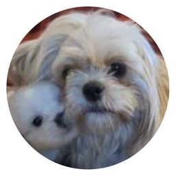 Ginger - Shih Tzu