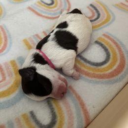Miniature Schnauzer Puppies from MSR Mini Schnauzers