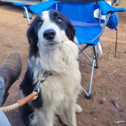 Briar - Border Collie