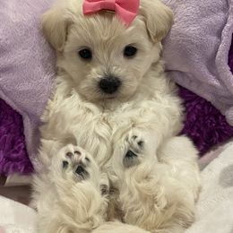 Cavapoo, Maltipoo, and Poodle Puppies from My Sweet Poodles and Doodles
