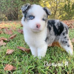 Miniature Australian Shepherd and Toy Australian Shepherd Puppies from Diamond M Toy & Mini Aussies