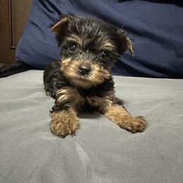 Samantha - Blue and gold female Yorkshire Terrier puppy in Rochester, New York from Tnt Yorkies and Cosmic corgis