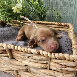 Leia - Cream female Dachshund puppy in Anaconda, Montana from Montana Country Dachshunds