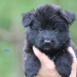 Bills - Black male German Shepherd puppy in Oswego, New York from Vom Wolfgang Roma Kennels