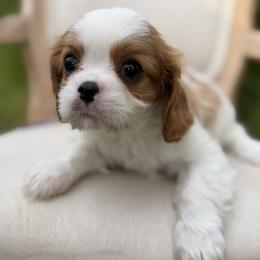 Girl 2 - female Cavalier King Charles Spaniel puppy in Piney Flats, Tennessee from Holston Mountain Cavaliers