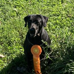 Mya - Labrador Retriever