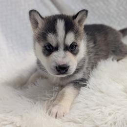 Millie - Black and white female Siberian Husky puppy in Hebron, Kentucky from Glacier Run Huskies