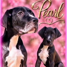 Pearl - Black and white female Great Dane puppy in Gonzales, Louisiana from Anstatt House Of Danes