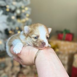 Charlotte - Cream parti female Pomeranian puppy in Phoenix, Arizona from Luxpomz