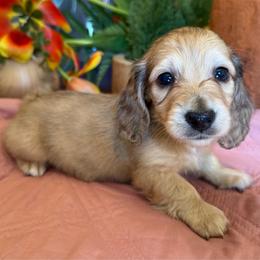 Needoh - Cream male Dachshund puppy in Perryville, Maryland from Heavenly Heritage Dachshunds and Doods