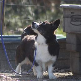 Jake - Cardigan Welsh Corgi