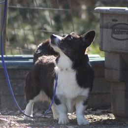 Jake - Cardigan Welsh Corgi