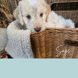 Girl 4 - White female Lagotto Romagnolo puppy in Salida, California from Harper's Lagotti