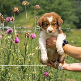 Border Collie Puppies from Cullins Collies