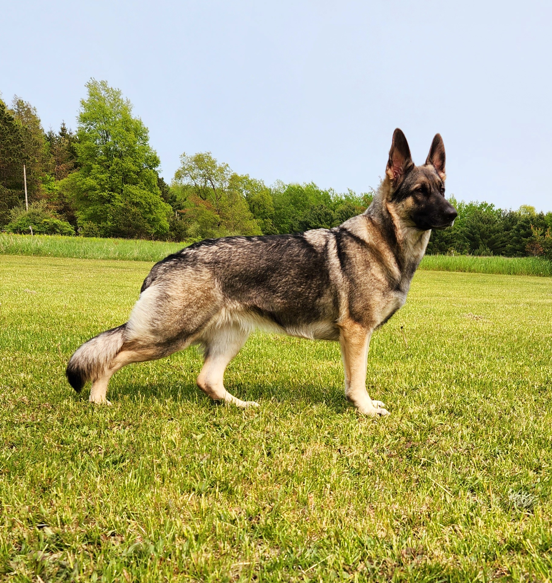 Pyper - German Shepherd