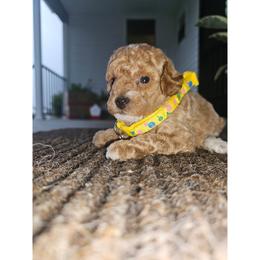 Gianna - Apricot female Poodle puppy in Queens, New York from Pawfect Soul Puppies