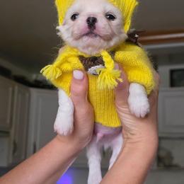 Boy1 - White male Chihuahua puppy in Alaska from Snowy Mountains Chihuahua