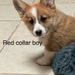 Red Collar male - Red male Pembroke Welsh Corgi puppy in Fredericksburg, Texas from Hill Country Corgis