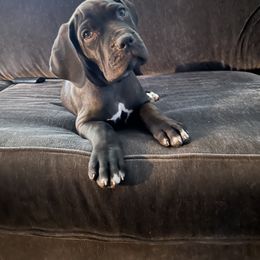 Cane Corso Puppies from Venom Cane Corsos
