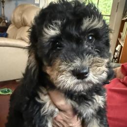 Benji - Phantom male Goldendoodle puppy in Springfield, Pennsylvania from Lesher Goodwin Goldendoodles