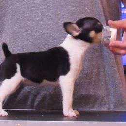 Rat Terrier Puppies from Dynamite Rat Terriers
