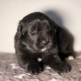 Erin - Black female Newfoundland puppy in Tully, New York from Bear Paw Newfoundlands