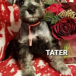 Miniature Schnauzer Puppies from Mountain View Schnauzers
