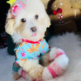 Merry - Cream female Maltipoo puppy in Sugar Land, Texas from Celebrity Maltipoos