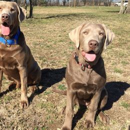 Labrador Retriever All Grown Up from DLime Ranch Silver Labs