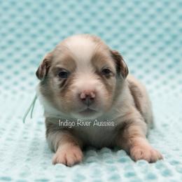 Frenchy - Mint Collar - Red merle female Miniature Australian Shepherd puppy in Lacombe, Louisiana from Indigo River Toy & Mini Aussies