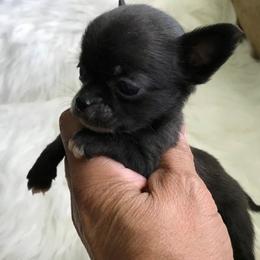 Chihuahua Puppies from Chilove Chihuahuas