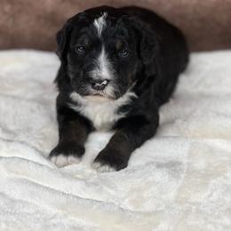 American Eskimo Dog and Bernedoodle Puppies from Shadow Kennels