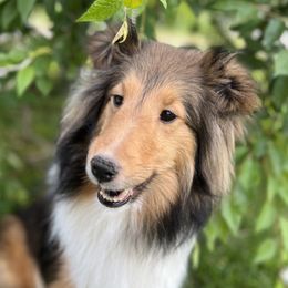 Echo - Shetland Sheepdog