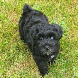 Jet - Black male Miniature Schnauzer puppy in Graham, Washington from Kristy's French Bulldogs & Mini Schnauzers